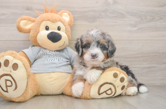 Friendly Mini Bernedoodle Baby