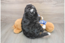 Mini Bernedoodle Pup Being Cute