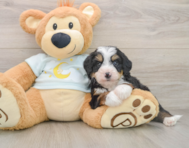 7 week old Mini Bernedoodle Puppy For Sale - Seaside Pups