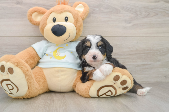 Smart Mini Bernedoodle Poodle Mix Pup
