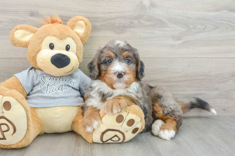 8 week old Mini Bernedoodle Puppy For Sale - Seaside Pups