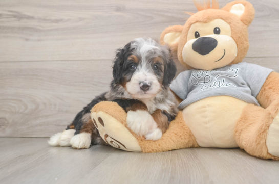 Playful Mini Bernesepoo Poodle Mix Puppy