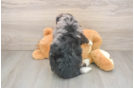 Petite Mini Bernedoodle Poodle Mix Pup