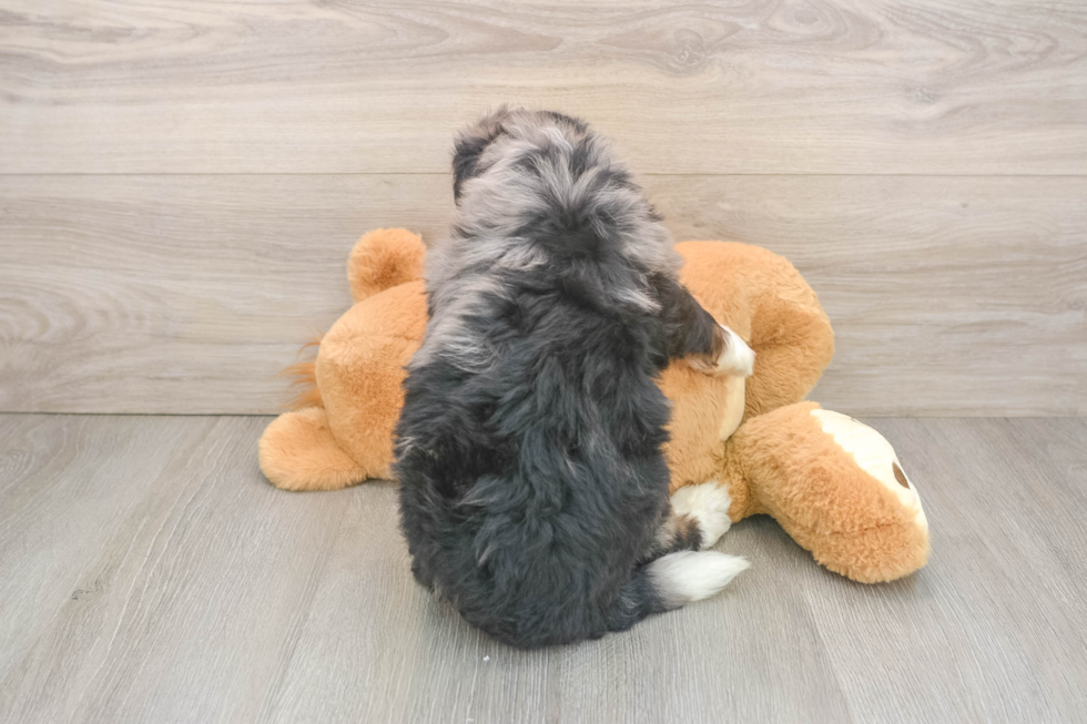 Petite Mini Bernedoodle Poodle Mix Pup