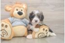 Best Mini Bernedoodle Baby