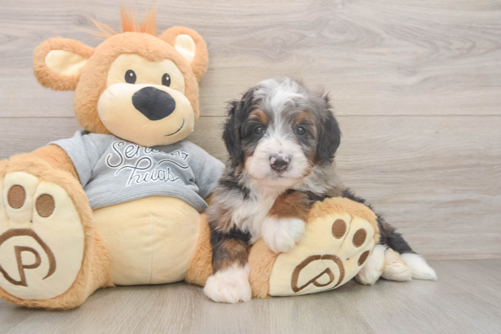 Best Mini Bernedoodle Baby