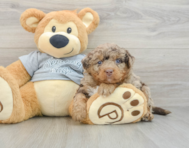 7 week old Mini Bernedoodle Puppy For Sale - Seaside Pups