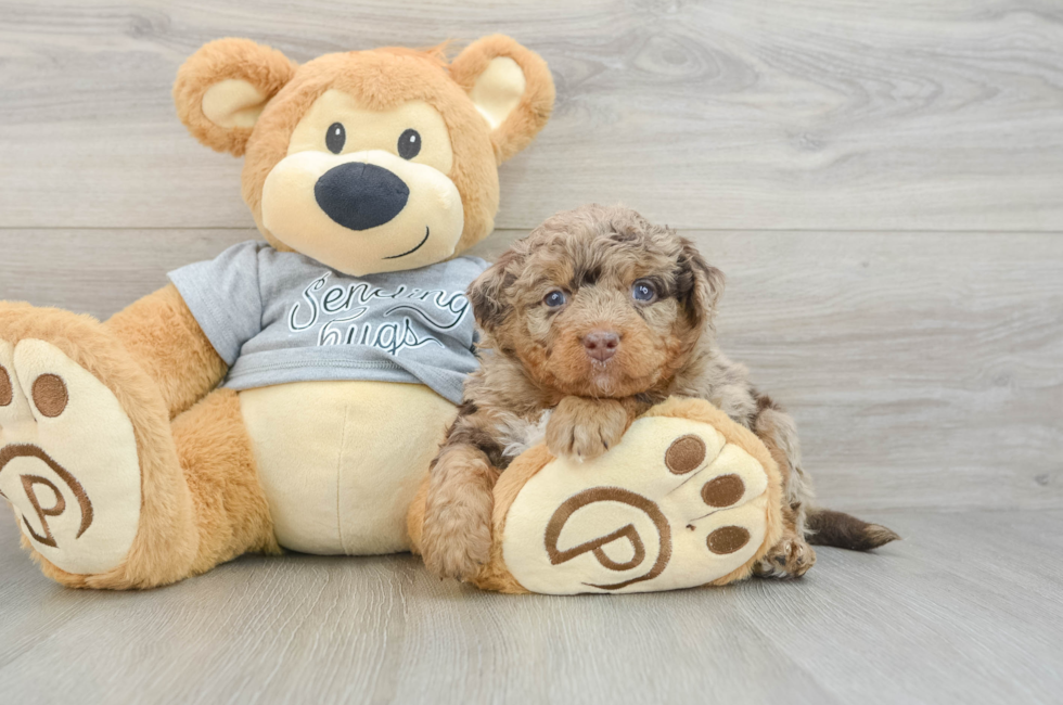 6 week old Mini Bernedoodle Puppy For Sale - Seaside Pups