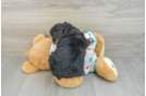 Cute Mini Bernedoodle Baby