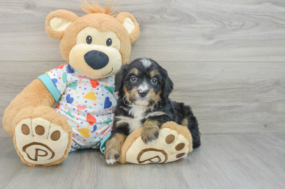 6 week old Mini Bernedoodle Puppy For Sale - Seaside Pups