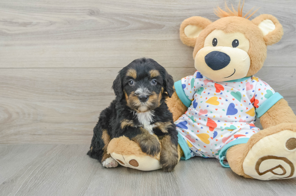 6 week old Mini Bernedoodle Puppy For Sale - Seaside Pups