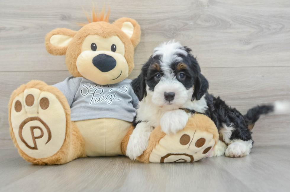 8 week old Mini Bernedoodle Puppy For Sale - Seaside Pups