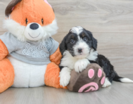6 week old Mini Bernedoodle Puppy For Sale - Seaside Pups