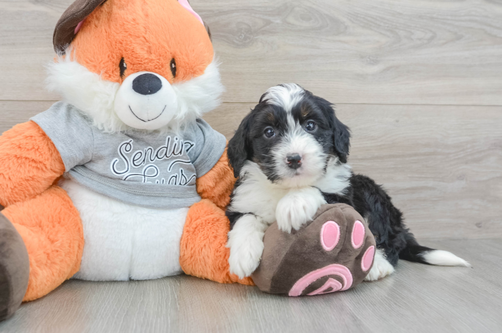 7 week old Mini Bernedoodle Puppy For Sale - Seaside Pups