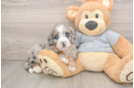 Best Mini Bernedoodle Baby
