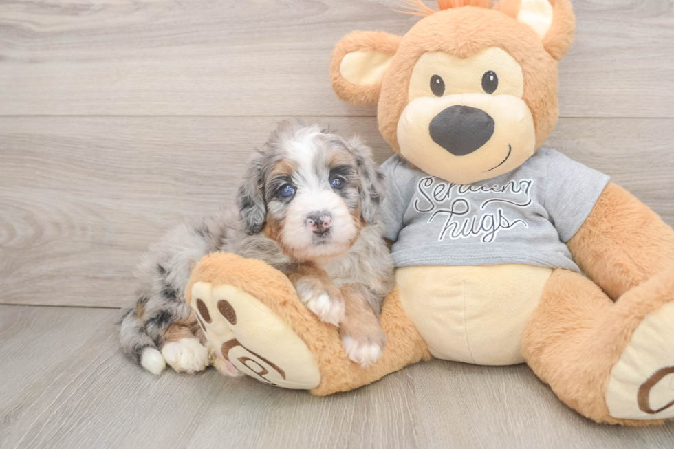 Best Mini Bernedoodle Baby
