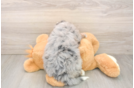 Little Mini Bernese Poodle Poodle Mix Puppy