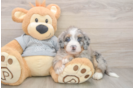 Mini Bernedoodle Pup Being Cute