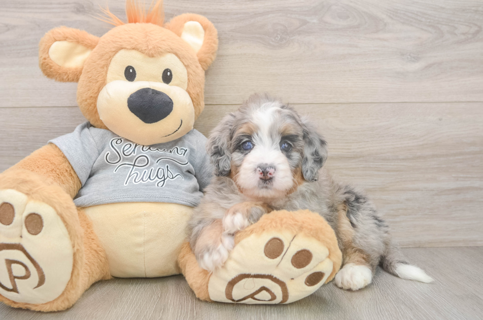 5 week old Mini Bernedoodle Puppy For Sale - Seaside Pups