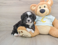7 week old Mini Bernedoodle Puppy For Sale - Seaside Pups