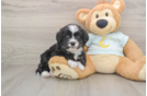 Adorable Mini Bernesedoodle Poodle Mix Puppy