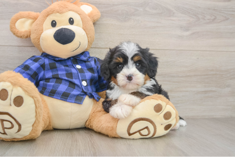 Mini Bernedoodle Pup Being Cute