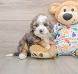 5 week old Mini Bernedoodle Puppy For Sale - Seaside Pups