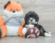 7 week old Mini Bernedoodle Puppy For Sale - Seaside Pups