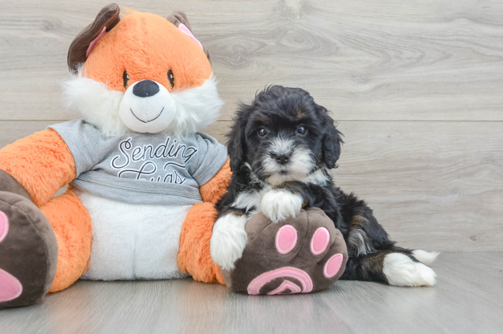 7 week old Mini Bernedoodle Puppy For Sale - Seaside Pups