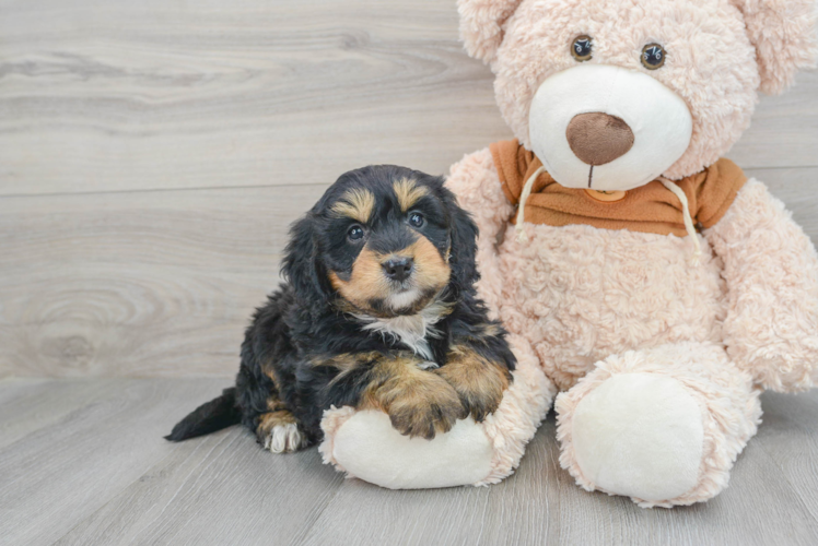 Adorable Mini Berniedoodle Poodle Mix Puppy