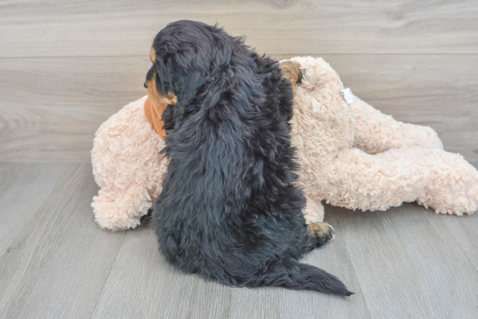 Best Mini Bernedoodle Baby