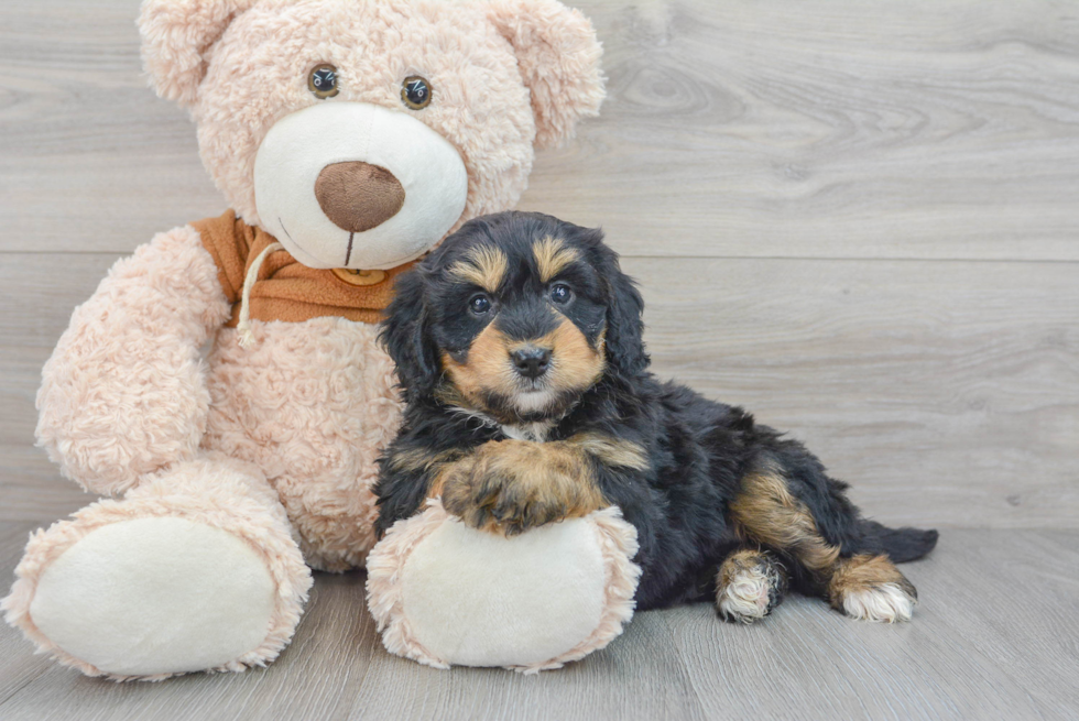 Hypoallergenic Bernadoodle Poodle Mix Puppy