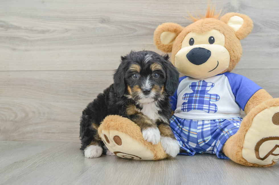 6 week old Mini Bernedoodle Puppy For Sale - Seaside Pups