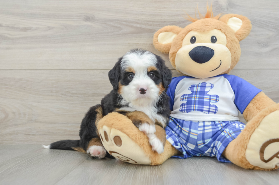 7 week old Mini Bernedoodle Puppy For Sale - Seaside Pups