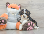7 week old Mini Bernedoodle Puppy For Sale - Seaside Pups