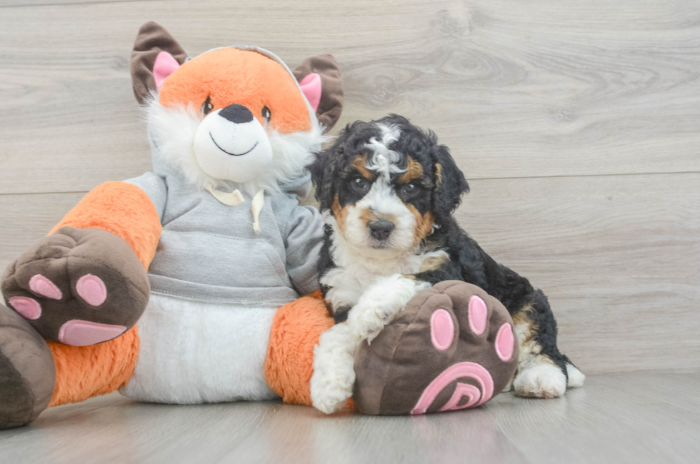 5 week old Mini Bernedoodle Puppy For Sale - Seaside Pups