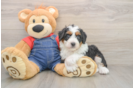 Mini Bernedoodle Puppy for Adoption