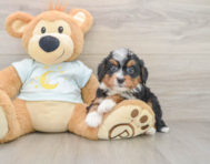 8 week old Mini Bernedoodle Puppy For Sale - Seaside Pups