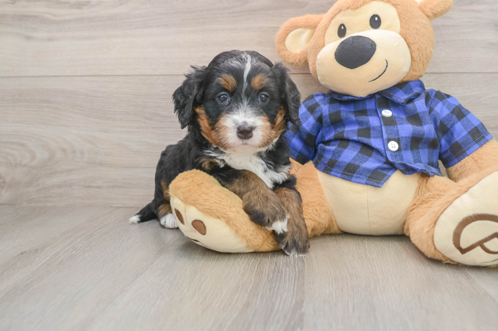 Hypoallergenic Mini Bernese Poodle Poodle Mix Puppy