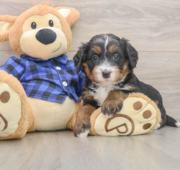 6 week old Mini Bernedoodle Puppy For Sale - Seaside Pups