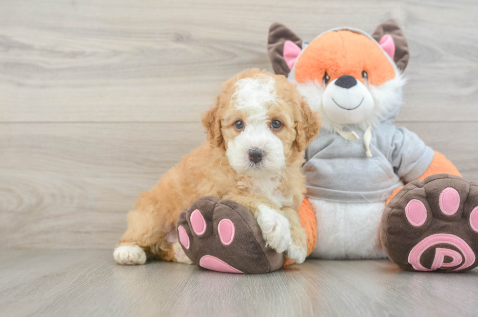 5 week old Mini Bernedoodle Puppy For Sale - Seaside Pups
