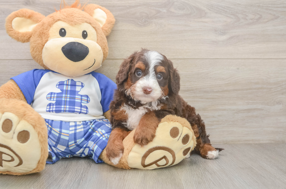 5 week old Mini Bernedoodle Puppy For Sale - Seaside Pups