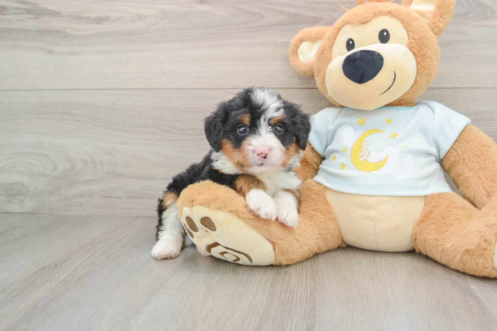 Best Mini Bernedoodle Baby