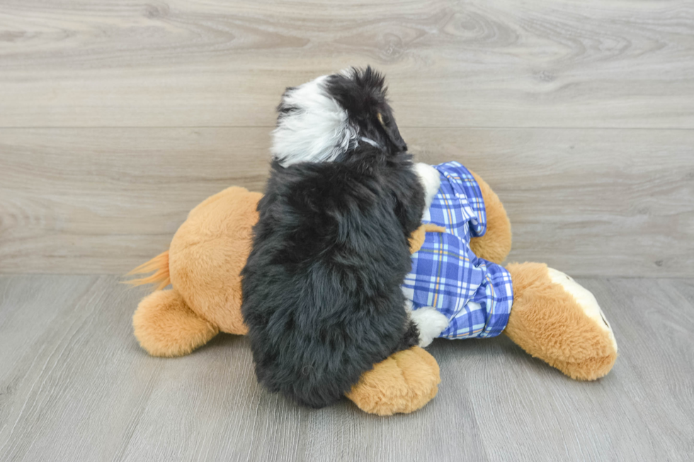 Little Mini Bernese Poodle Poodle Mix Puppy