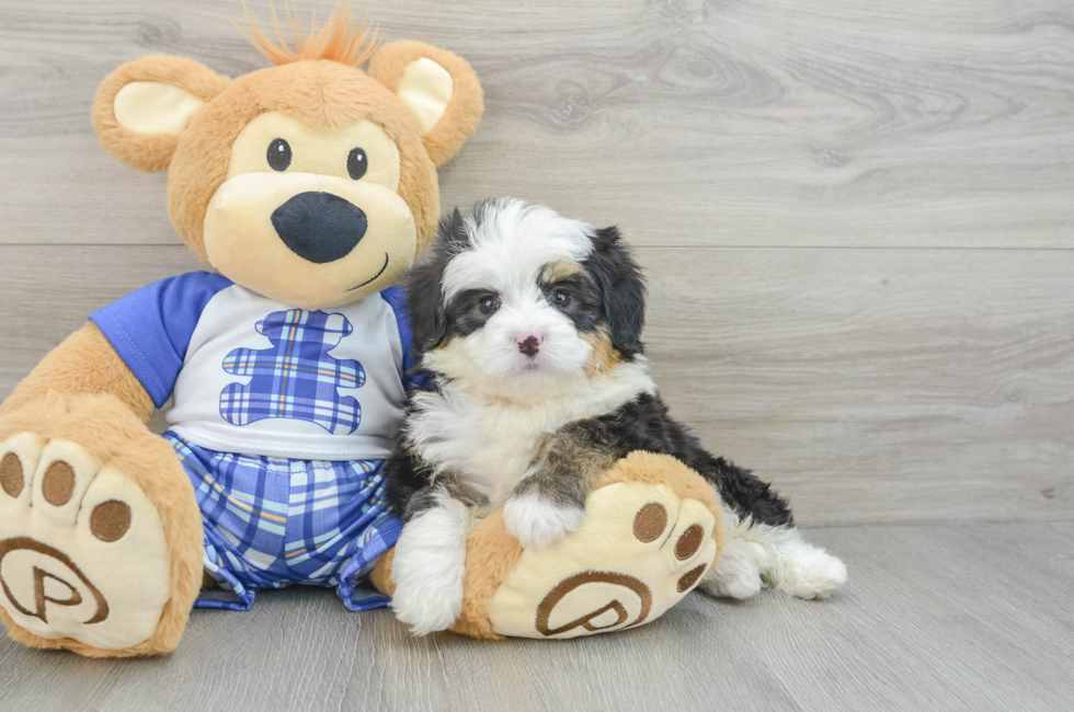 6 week old Mini Bernedoodle Puppy For Sale - Seaside Pups