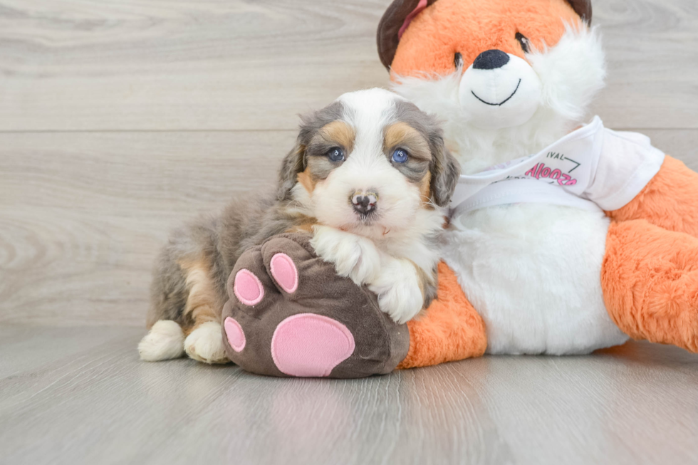 Meet Samson - our Mini Bernedoodle Puppy Photo  1/3 - Seaside Pups Adorable Mini Bernadoodle Poodle Mix Puppy