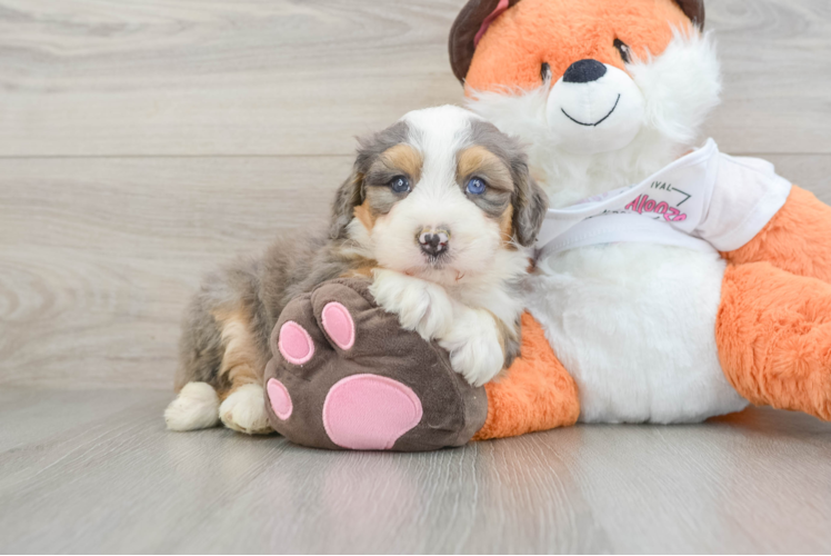 Meet Samson - our Mini Bernedoodle Puppy Photo  1/3 - Seaside Pups Adorable Mini Bernadoodle Poodle Mix Puppy