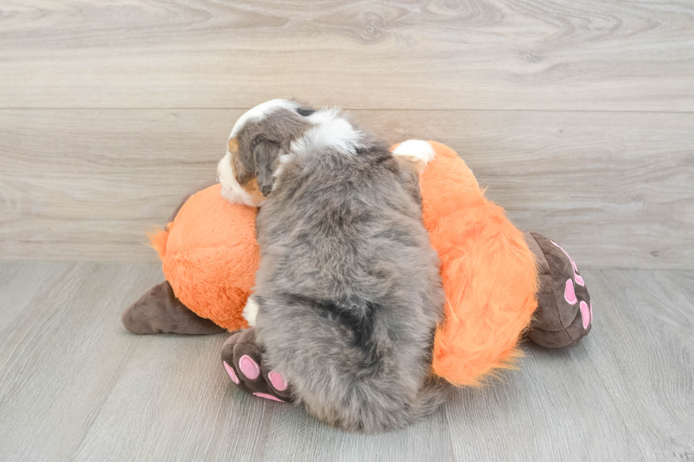 Meet Samson - our Mini Bernedoodle Puppy Photo  3/3 - Seaside Pups Mini Bernedoodle Puppy for Adoption