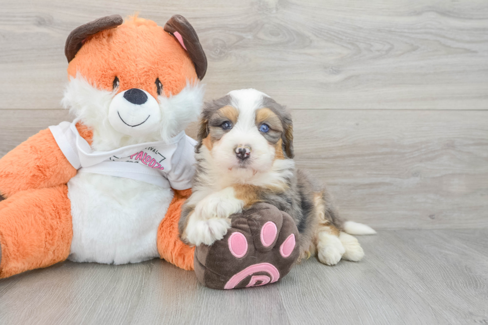 Meet Samson - our Mini Bernedoodle Puppy Photo  2/3 - Seaside Pups Mini Bernedoodle Pup Being Cute