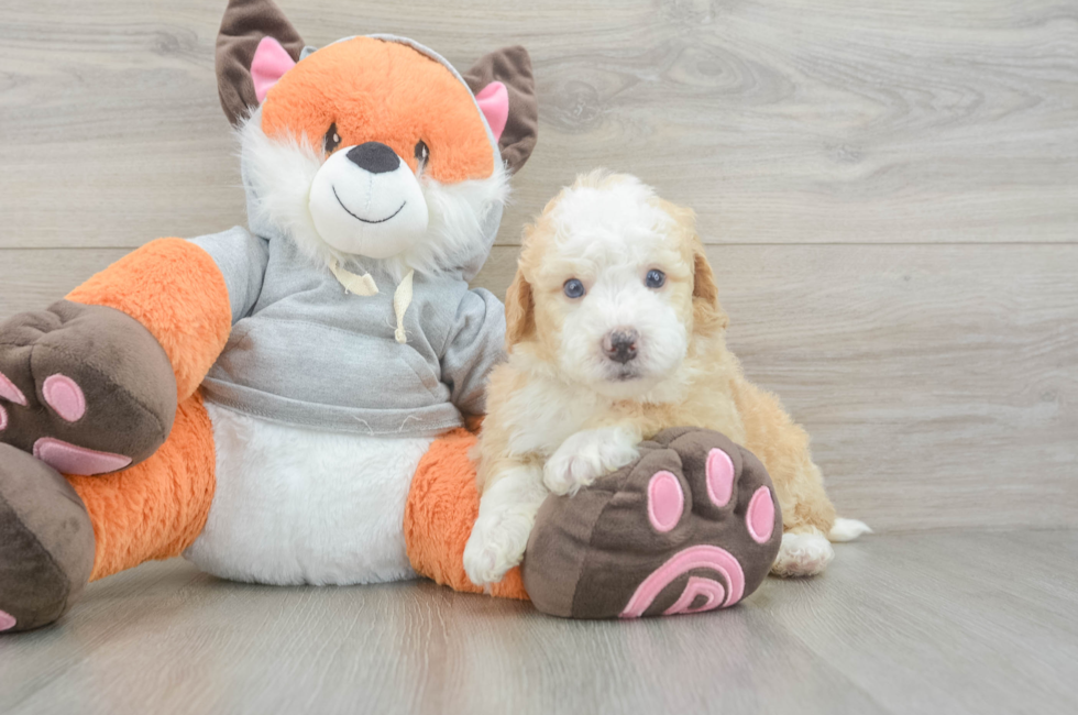 5 week old Mini Bernedoodle Puppy For Sale - Seaside Pups